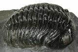 Detailed Pedinopariops Trilobite - Mrakib, Morocco #348137-2